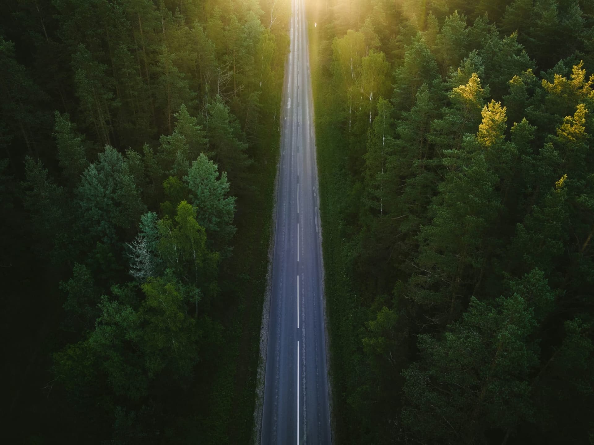 Skogsväg i morgonljus — vägen till din försäljning